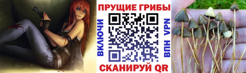 Псилоцибиновые грибы ЛСД  где купить наркотик  Могоча 